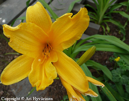 Hemerocallis dumortieri, m�t�sp�iv�nlilja
